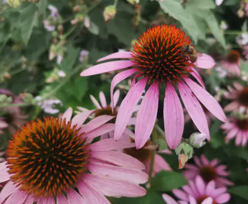 Kako nam je ameriški slamnik v pomoč pri #COVID-19