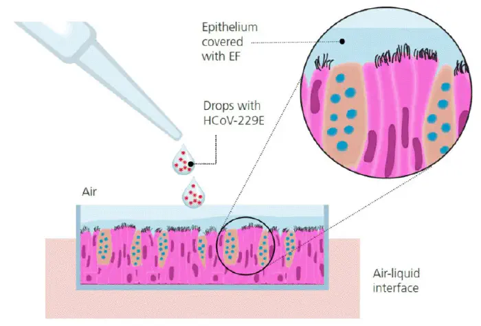 Za namen simulacije naravne okužbe so raziskovalci okužili zgornjo stran dihalne epitelijske kulture s kapljicami suspenzije virusa. Na sliki je prikazan nanos suspenzije virusa HCoV-229E (Vir slike: Signer in sod., 2020).