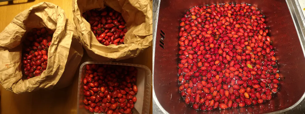 Nabrani šipek se uporabi za šipkov čaj in šipkovo marmelado.