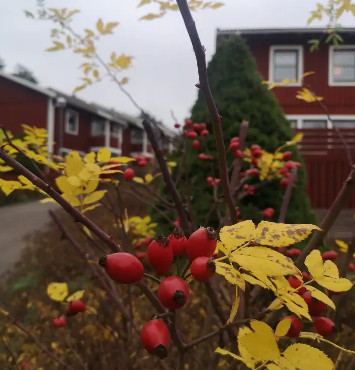 Grm šipka poln šipkovih plodov. Samo zdravje. Šipek raste tudi kot okras.
