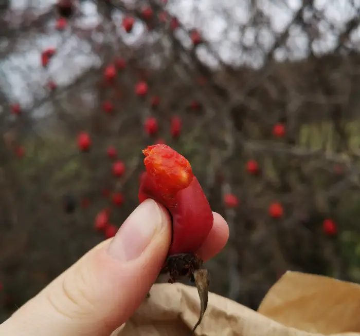 Plodovi grma šipka so za pripravo šipkovega čaja, šipkovo marmelado in druge uporabe.