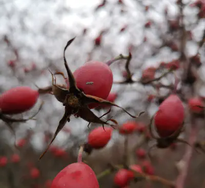 Šipkova marmelada — ena in edina ali prvič in nikoli več?