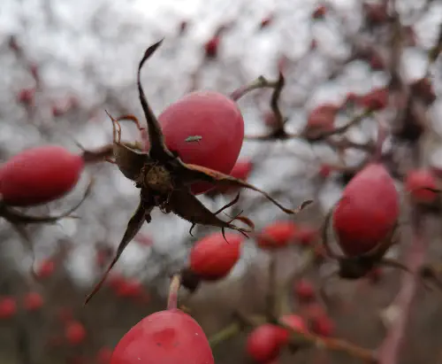 Šipkova marmelada — ena in edina ali prvič in nikoli več?