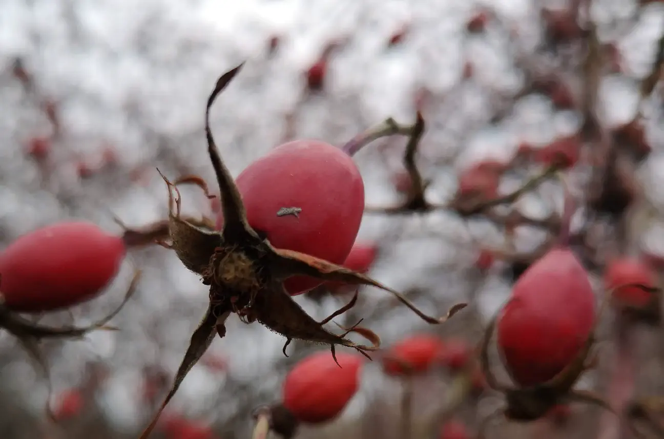 Plodovi šipka, kar kličejo po šipkovem čaju in šipkovi marmeladi.
