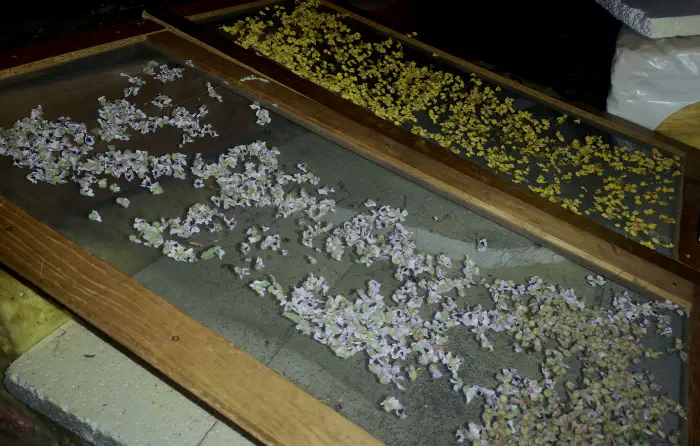 Sušenje na okvirjih na podstrešju (foto: osebni arhiv).