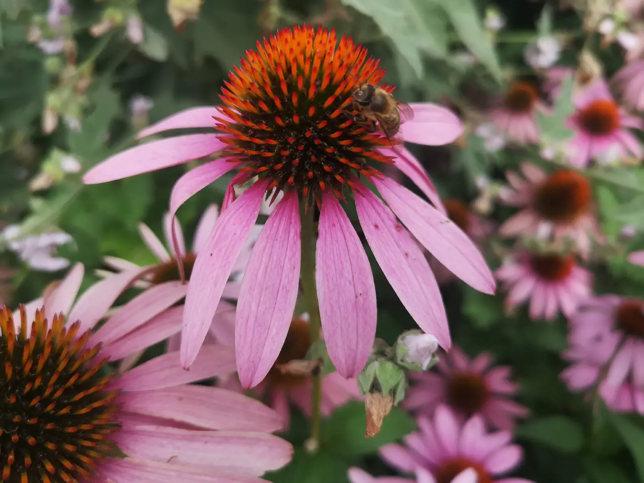 Gojenje ameriškega slamnika na vrtu in njegovova obiskovalka (foto: osebni arhiv).