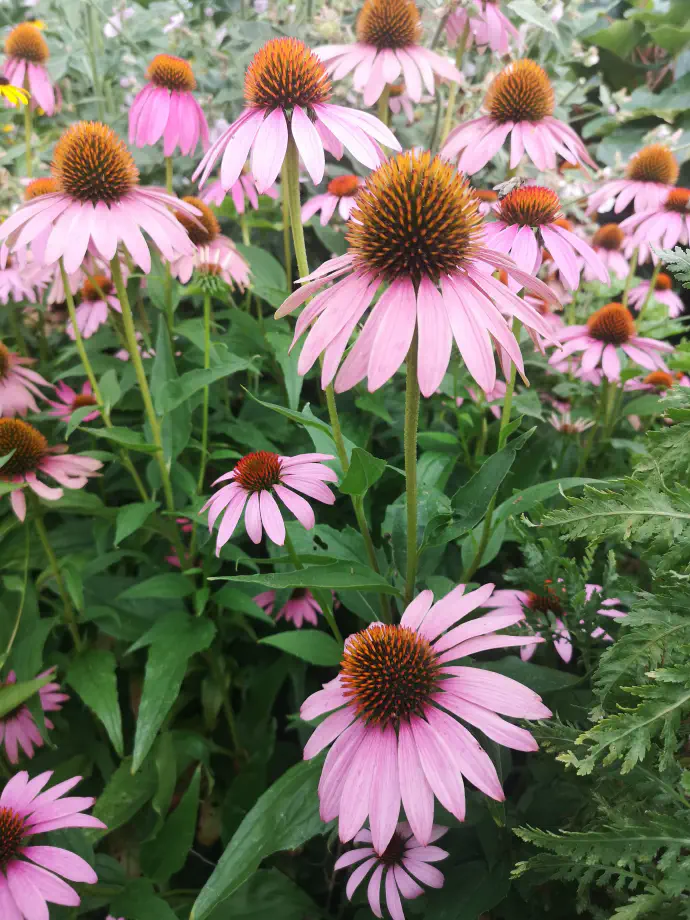 Cvetovi ameriškega slamnika v polnem cvetenju. Čeprav echinacea purpurea izvira iz osrednjega in jugovzhodnega dela Severne Amerike, se ameriški slamnik zaradi svoje odpornosti in zdravilne vrednosti danes goji po vsem svetu v zmernem podnebju.