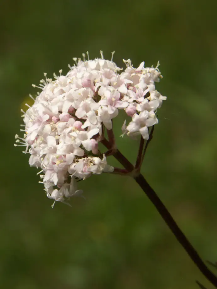 Cvetovi baldrijana v polnem cvetenju.