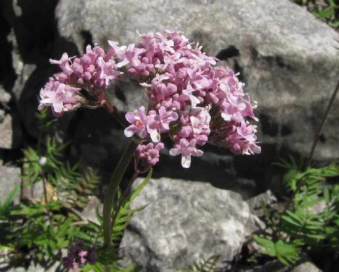 Na sliki so rožnati cvetovi baldrijana v polnem cvetenju.