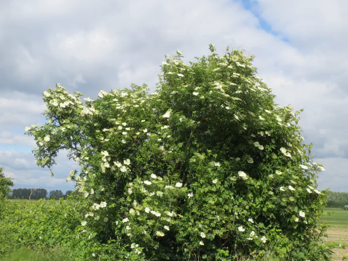 Bezgov grm lahko v višino zraste tudi do 7 m.