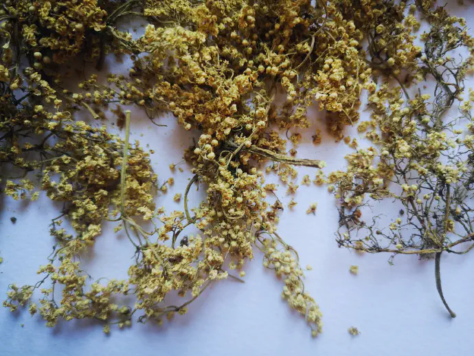 Črni bezeg je posebej učinkovit pri gripi in prehladu, saj lajša zgodnje simptome prehladnih obolenj, blaži vnetje sluznice dihal, kašelj, zdravi bolno grlo.