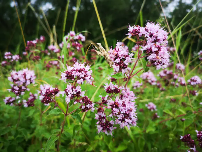 Dobra misel v polnem cvetenju.