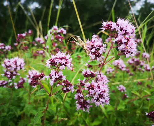 Dobra misel, navadna