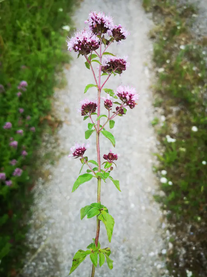 Dobra misel v polnem cvetenju, bližnji posnetek.
