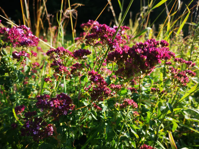 Dobra misel na njenem naravnem rastišču.