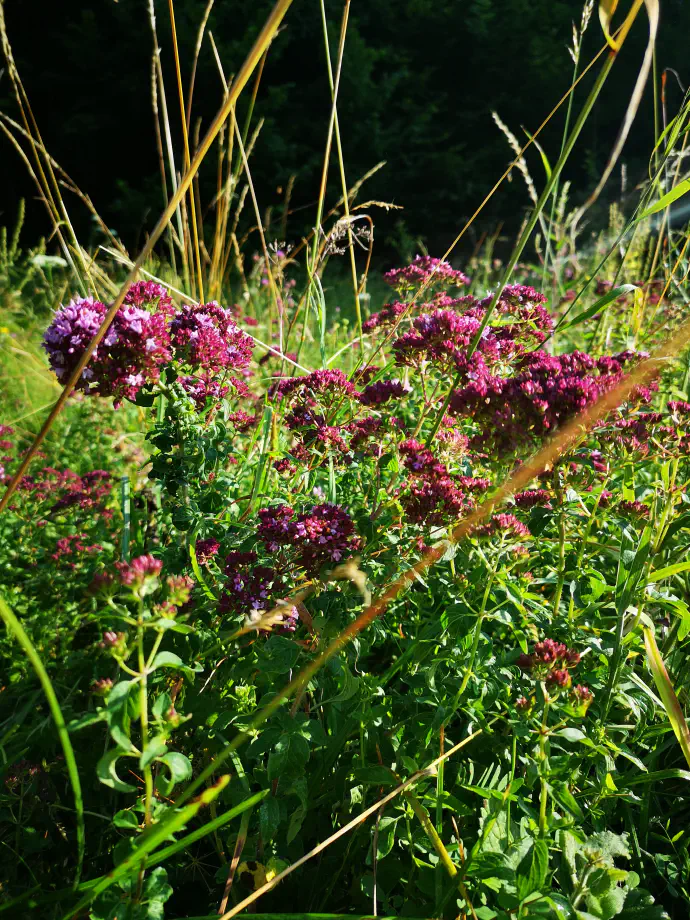 Dobra misel na njenem naravnem rastišču.