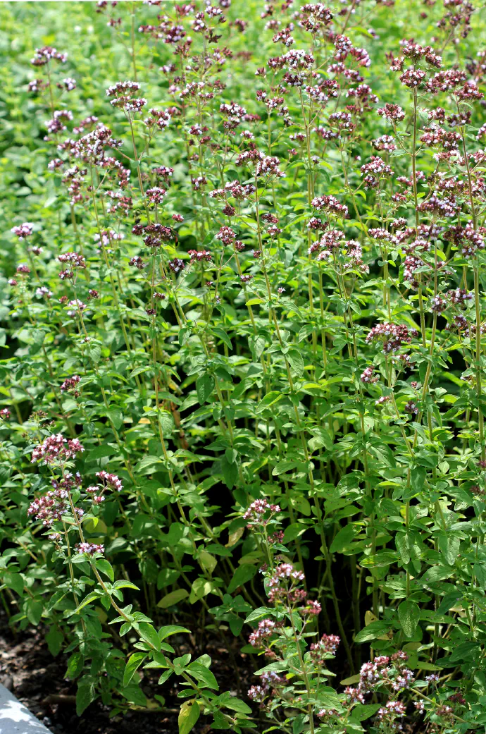 Dobra misel v polnem cvetenju.