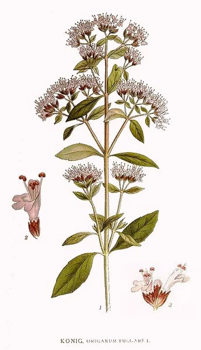 Ilustrirana rastlina za lažje določevanje.