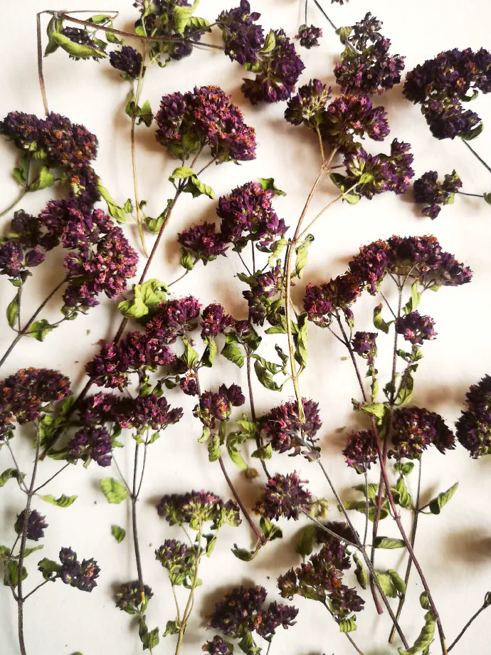 Posušena rastlina za čaj.