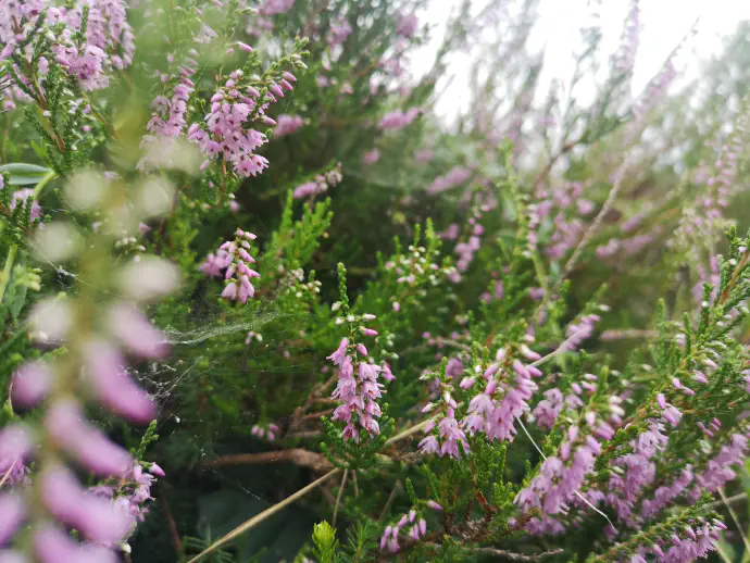 Vresa raste na pobočjih ob cestah, jasah, v iglastih gozdovih, resavah, planinskih pašnikih.