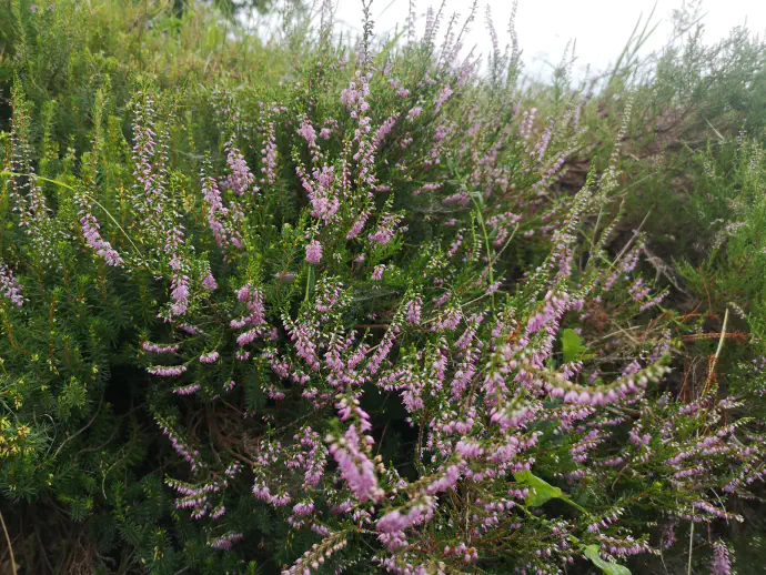 Cvetočo jesensko vreso uporabljamo predvsem za čaje.