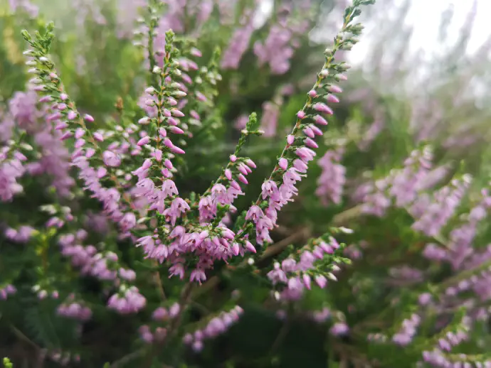 Cvetovi se nahajajo samo na zgornjem delu poganjka in so podobnih rožnatih barv kot pri spomladanski resi.