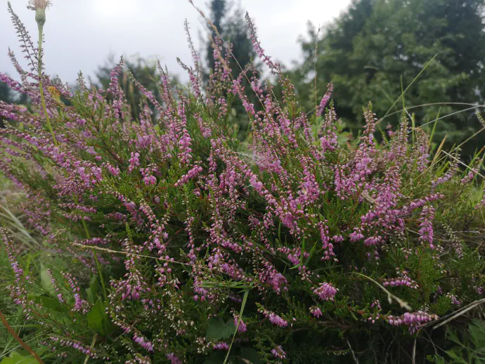 Vreso lahko dodajamo čajnim mešanicam, saj jih lepo barvno popestri.