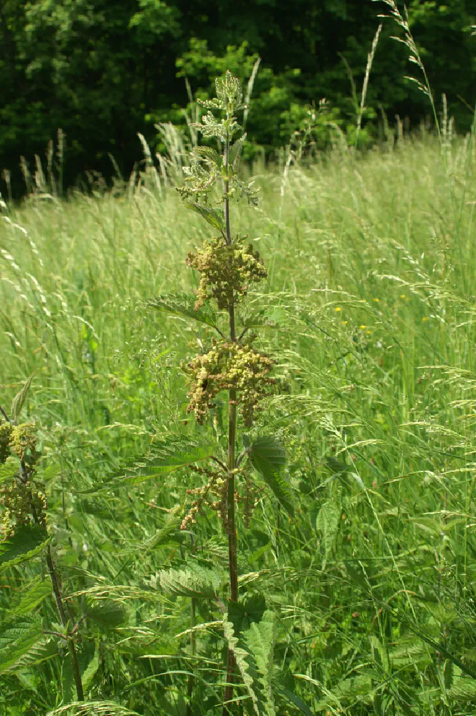 Velika kopriva v času cvetenja.