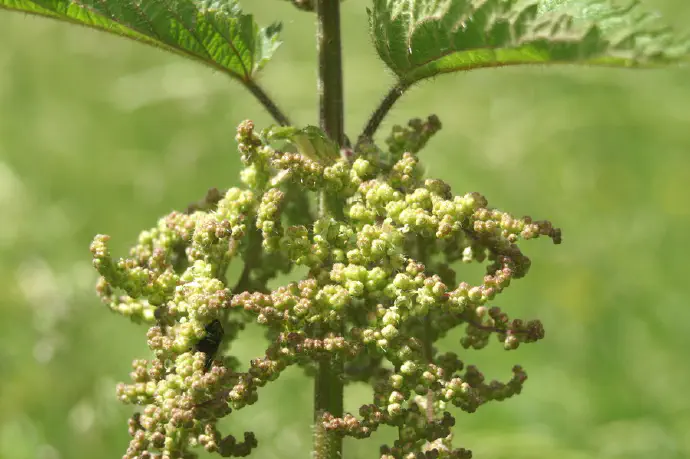 Približan prikaz cvetenja velike koprive.