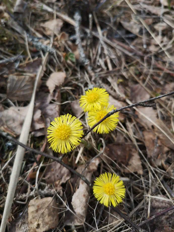 Čaj, ki po okusu nekoliko spominja na sladki koren, lahko pripravimo tako iz svežih kot tudi posušenih cvetov lapuha.