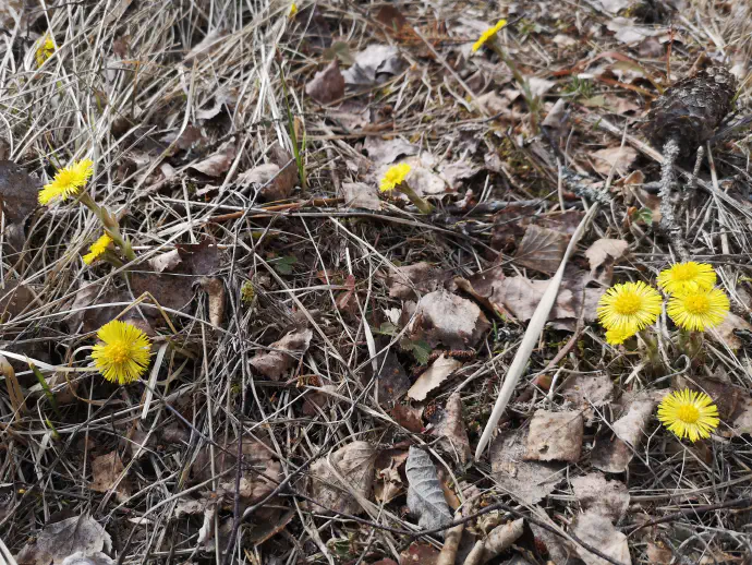 Eno do dve čajni žlički cvetov (2 g zelišča) prelijemo s skodelico vroče vode in počakamo 5 minut, nato odcedimo.