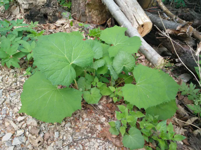 Pritlični listi se razvijejo šele po cvetenju. V primerjavi s cvetom so listi lapuha precej veliki, v premeru od 10 do 20 cm, ter so okroglaste oblike s srčnim dnom
