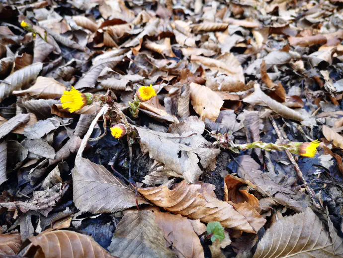 Lapuh raste ob cestnih robovih, v gozdu, na nabrežjih in nasipališčih.