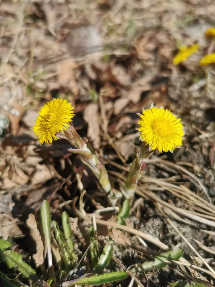 Lapuh ima v tradicionalni medicini raznoliko uporabno vrednost in je predvsem poznan kot rastlina za zdravljenje številnih težav povezanih z dihali.