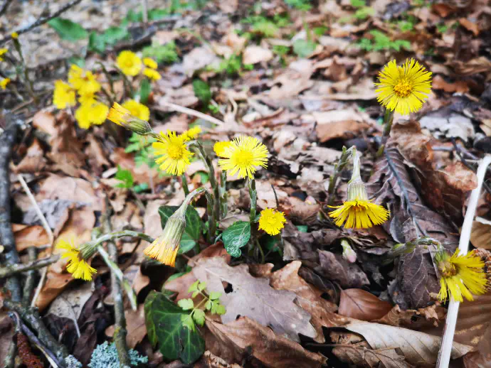 Pritlični listi se razvijejo šele po cvetenju.