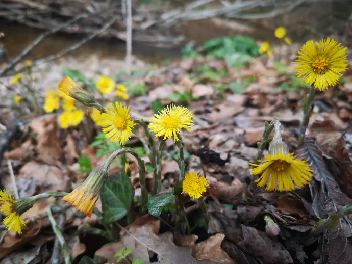 Steblo lapuha je olistano z zeleno rjavimi luskastimi listi. Na vrhu stebla je košek rumene barve.