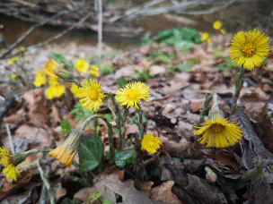 tussilago-farfara.jpg