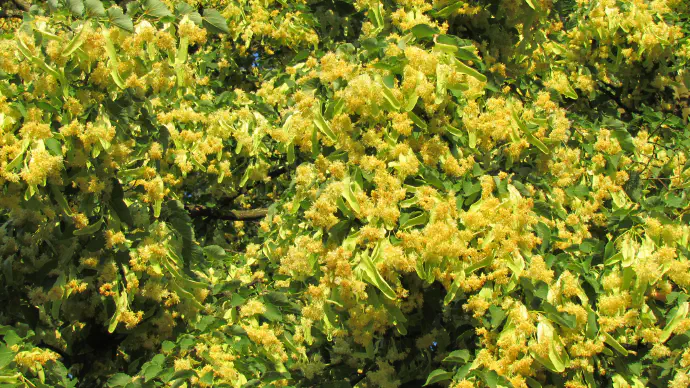 Za čaj nabiramo lipove cvetove skupaj z ovršnimi listi. V kolikor pijemo lipov čaj zmerno in z njim ne pretiravamo, naj ne bi prišlo do neželenih učinkov. Ob prekomernem uživanju ima lahko vpliv na okvaro srca.