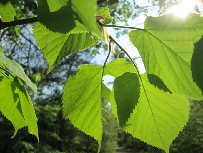 Mlade liste lipe uporabljajo tudi v kulinariki.