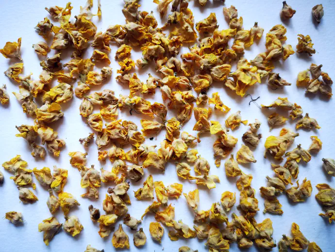 Cvetove je potrebno posušiti zelo hitro in previdno -- lahko tudi z umetno toploto, saj le tako ohranijo lepo barvo in ne postanejo umazano rjavi, kar je tudi znak izgube zdravilnih učinkovin.