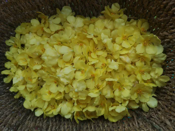 Lučnik v olivnem olju je pripravek uporaben za vtiranje in s tem lajšanje težav kot so vnetja na koži, rane in ušesna obolenja.