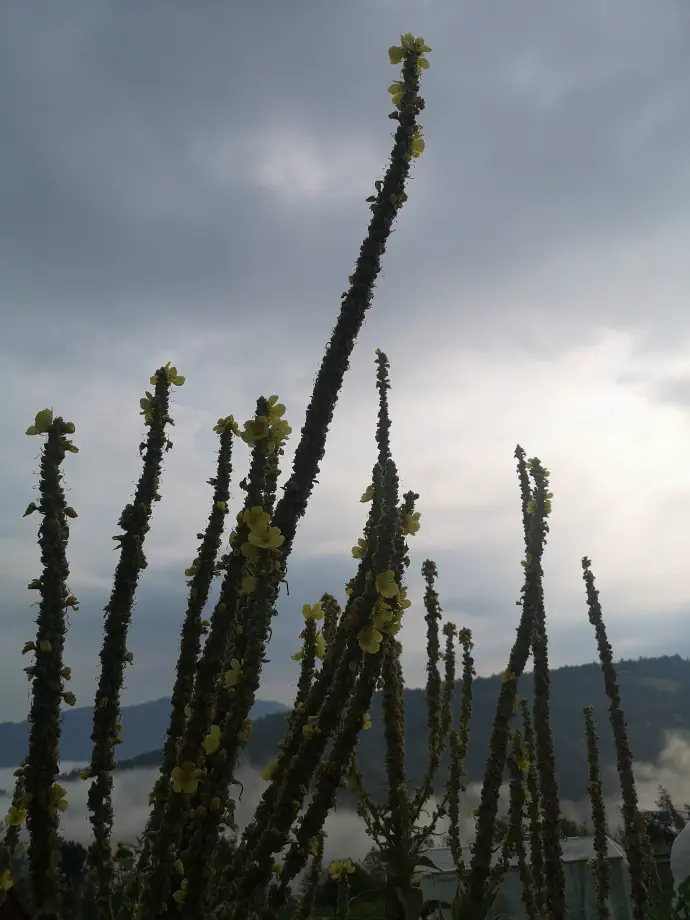 Lučnik je zaradi pokončnega stebla dobil ljudsko ime papeževa sveča.