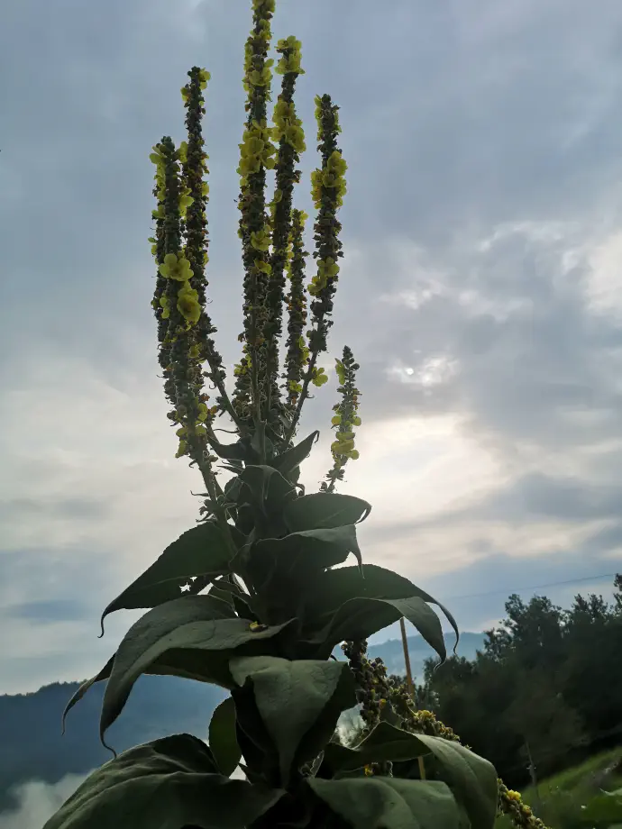 Pepeževo svečo se v ljudski medicini uporablja predvsem pri zdravljenju respiratornih obolenj, ob zasluzenih pljučih, za prehlad in kašelj.