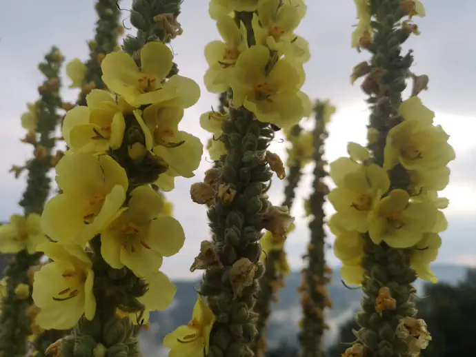 Dolga stebla so nekoč premazali s smolo in jih uporabljali kot baklo. S tem je nastala nekakšna velika sveča in od tod tudi ljudska imena kot so papeževa sveča, svečnik, papeževa bakla.