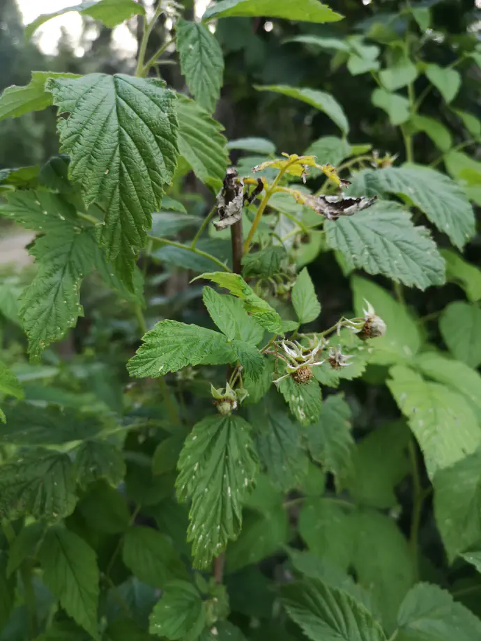 Malinjakove liste za čaj nabiramo maja in junija, preden rastlina začne cveteti.