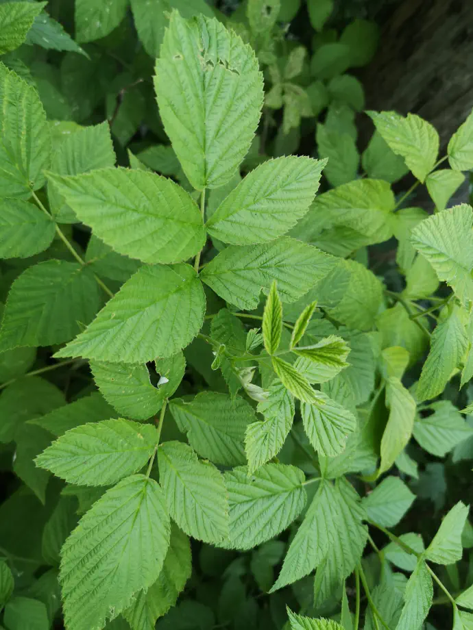 Listi so nazobčani, spodaj sivkaste barve in nekoliko dlakavi, medtem ko je zgornja stran svetlo zelena. Po steblu so posejane bodice
