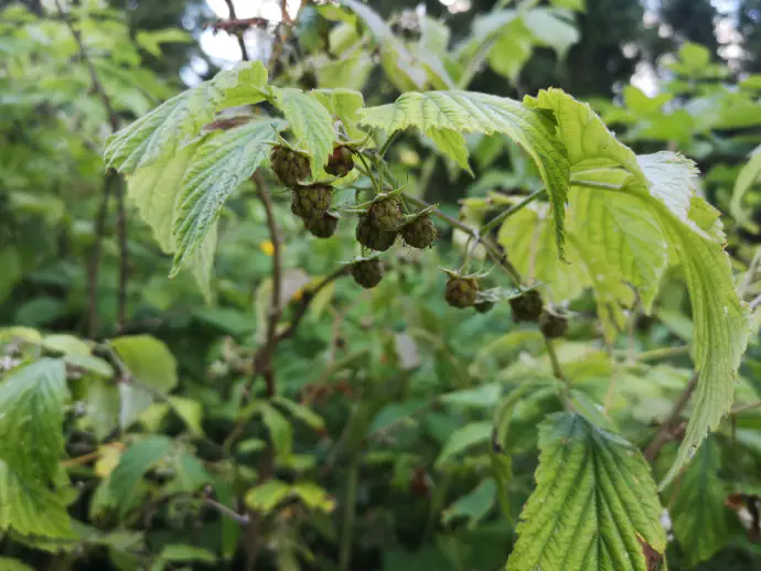 Skodelico sveže pripravljenega čaja iz malinjakovih lisov spijemo do trikrat dnevno.