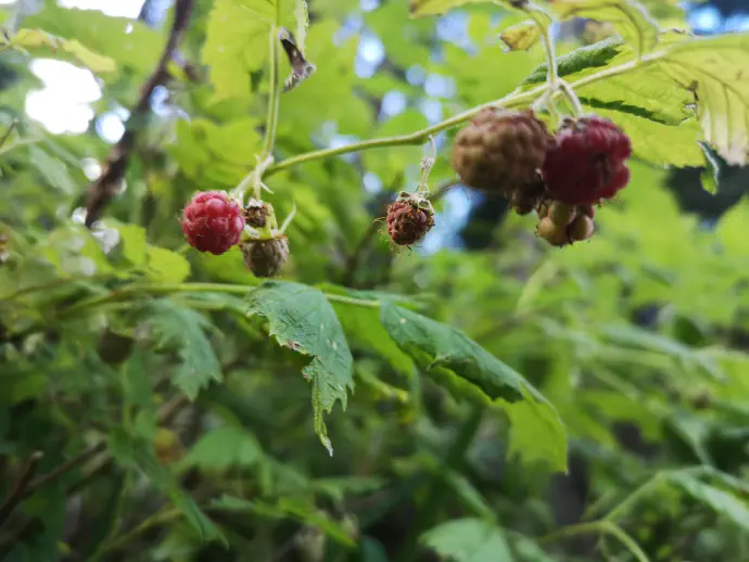Zaradi večje vsebnosti čreslovin se ne priporoča dolgotrajnega ali pogostega uživanja malinjakovega čaja.