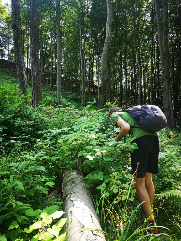 Malinjak ima rad globoko in dobro odcedno humusno zemljo, sončno lego, a tolerira tudi nekaj sence. Slabše obrodi, če raste v senci dreves.