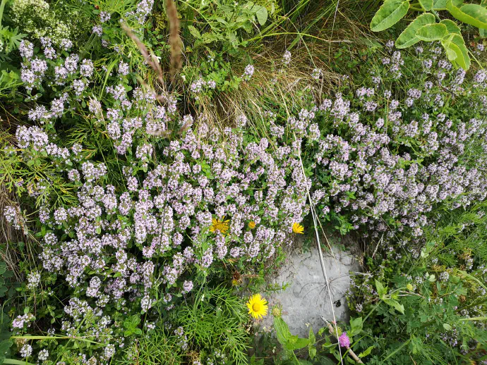 Materina dušica zraste kot polgrmiček z olesenelo koreniko do 25 cm visoko, v širino tudi do pol metra ali več.